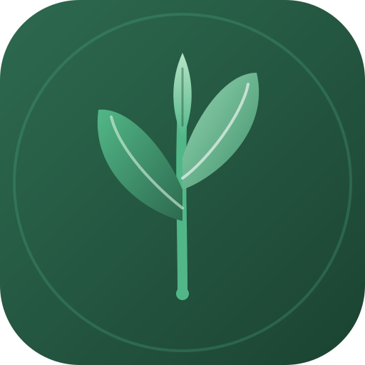 Soil Moisture Assessment for fiddle leaf fig houseplant Inspecting potting mix and container hydration for fiddle leaf fig houseplant
