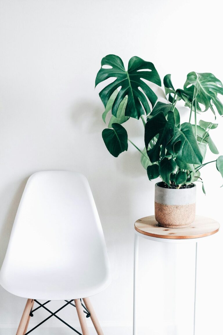 Healthy Dracaena houseplant in a decorative ceramic pot placed in bright indirect sunlight