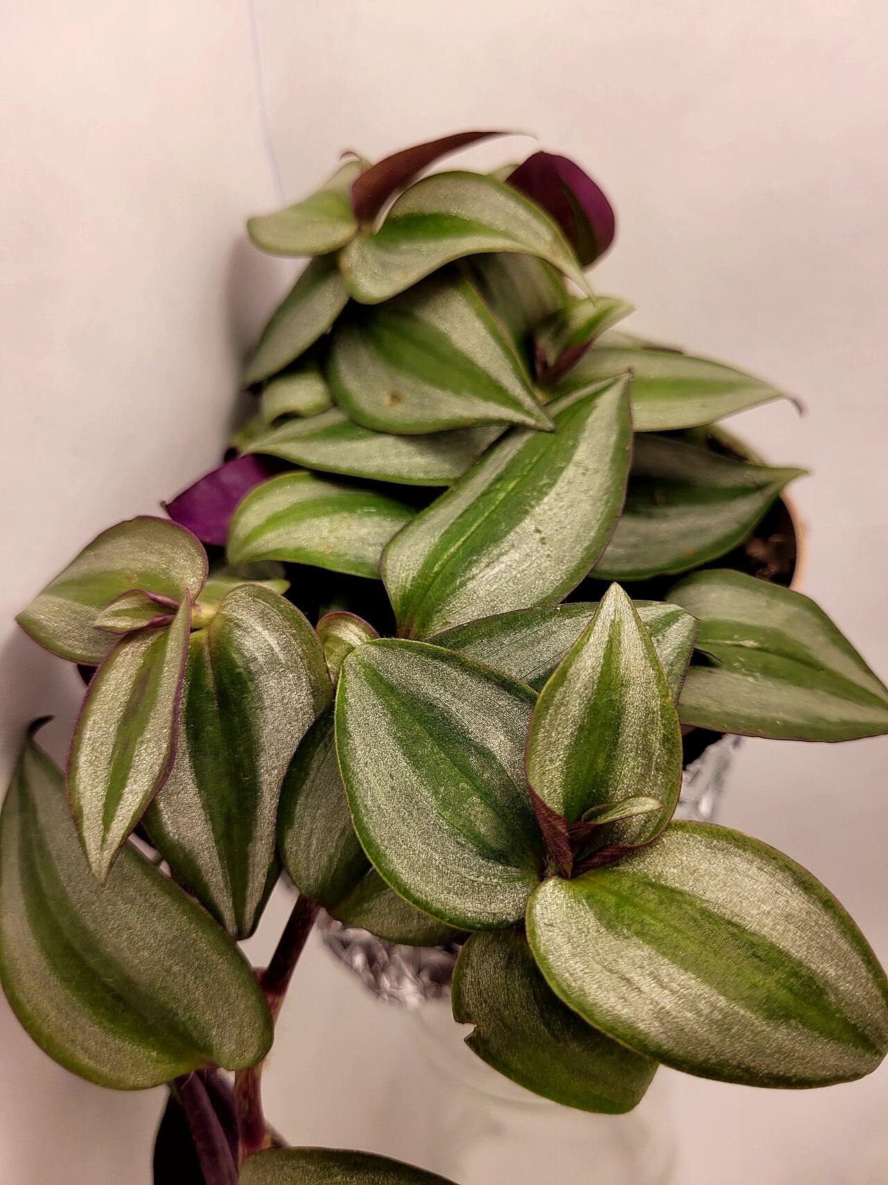 Macro view of Tradescantia zebrina leaf showing iridescent silver metallic glitter sheen