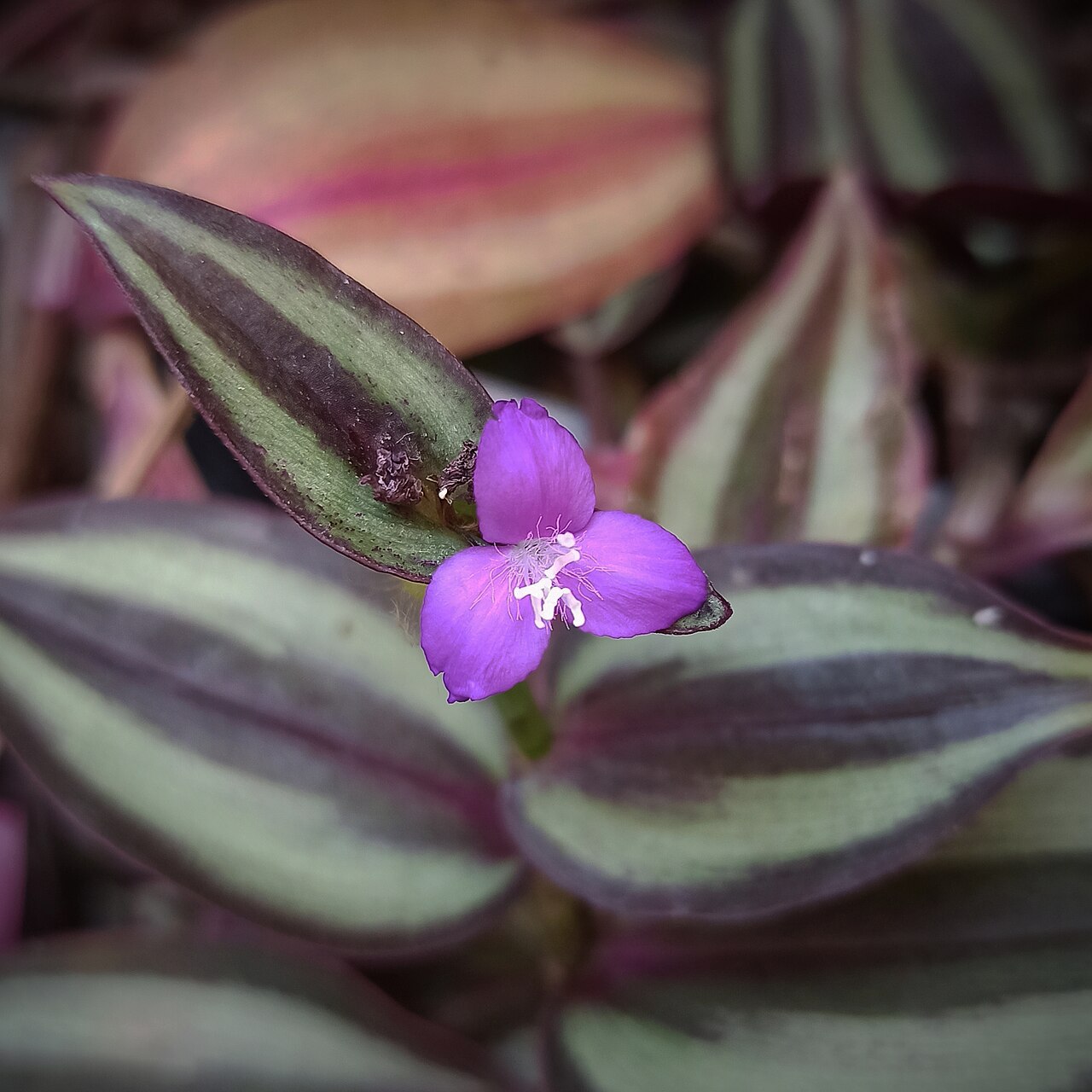 Tradescantia zebrina trailing gracefully over the rim of an indoor decorative planter