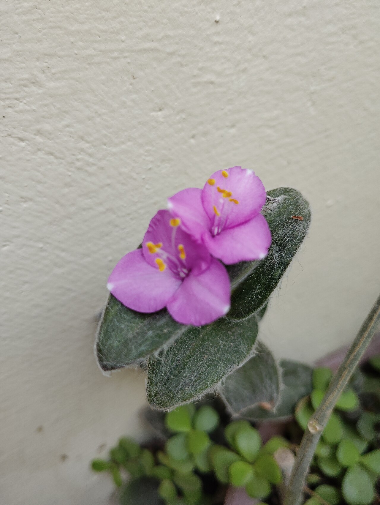 Three-petaled pink blossom blooming on a trailing Tradescantia zebrina stem