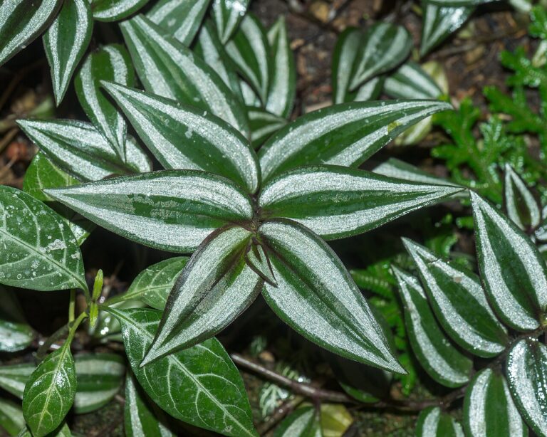 Tradescantia zebrina houseplant displaying vibrant silver and deep purple striped foliage