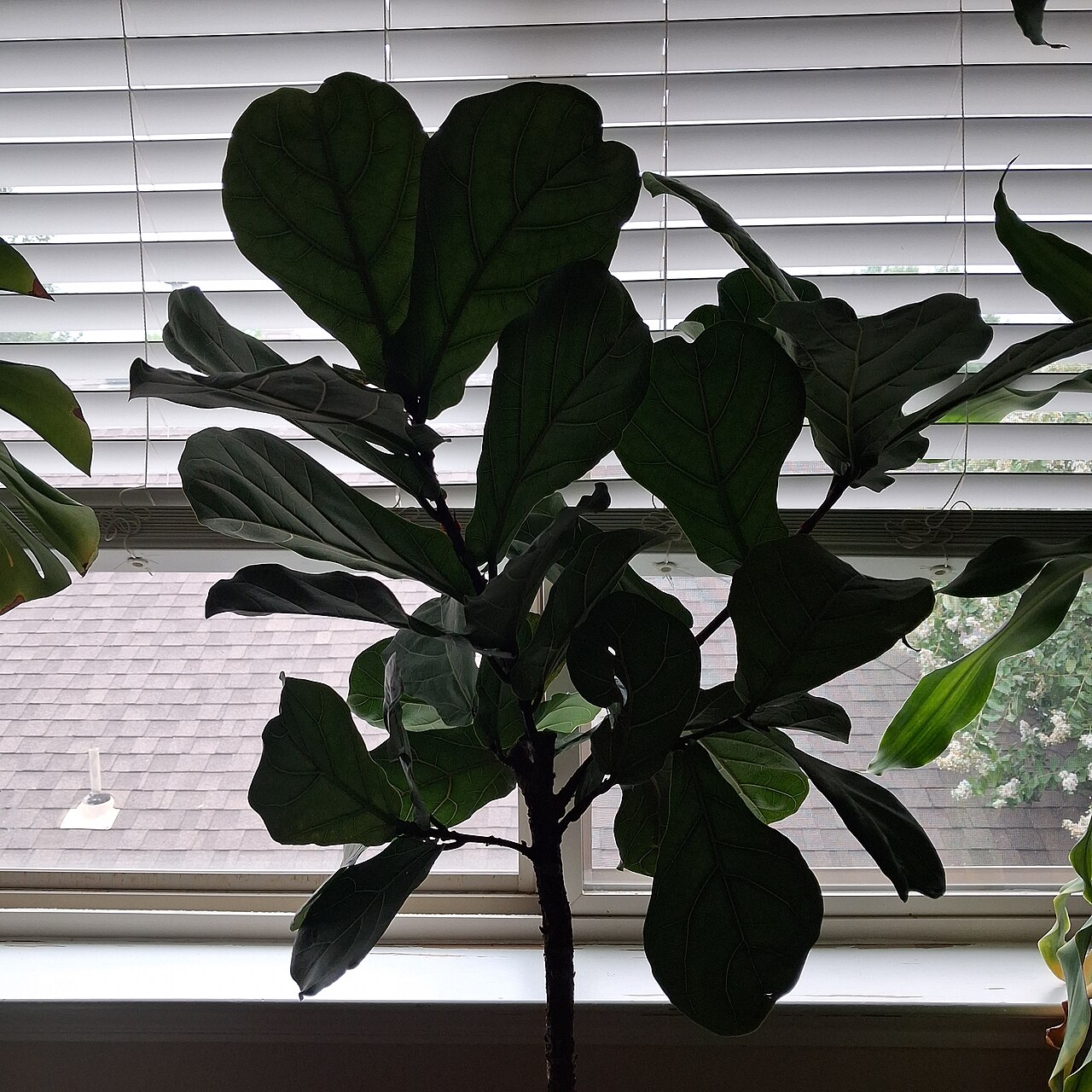Stately Ficus lyrata fiddle leaf fig tree standing tall in an indoor living room space