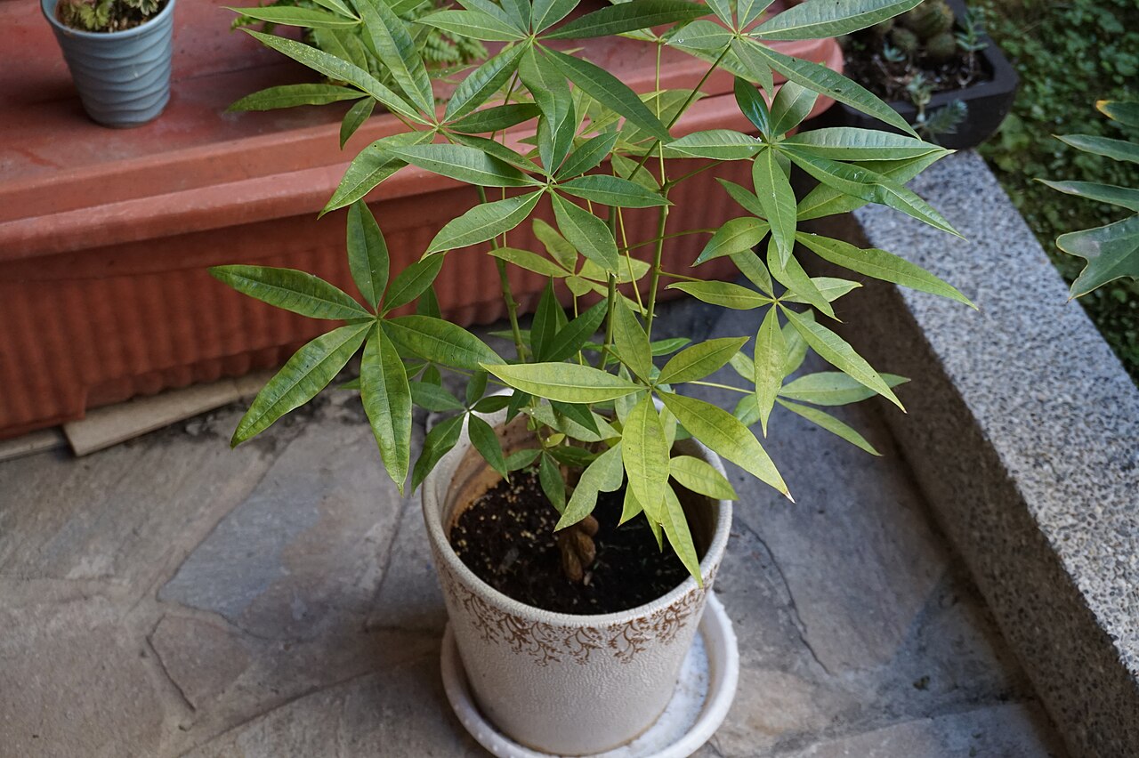 Potted Pachira aquatica money tree with braided woody trunk and palm-like green foliage