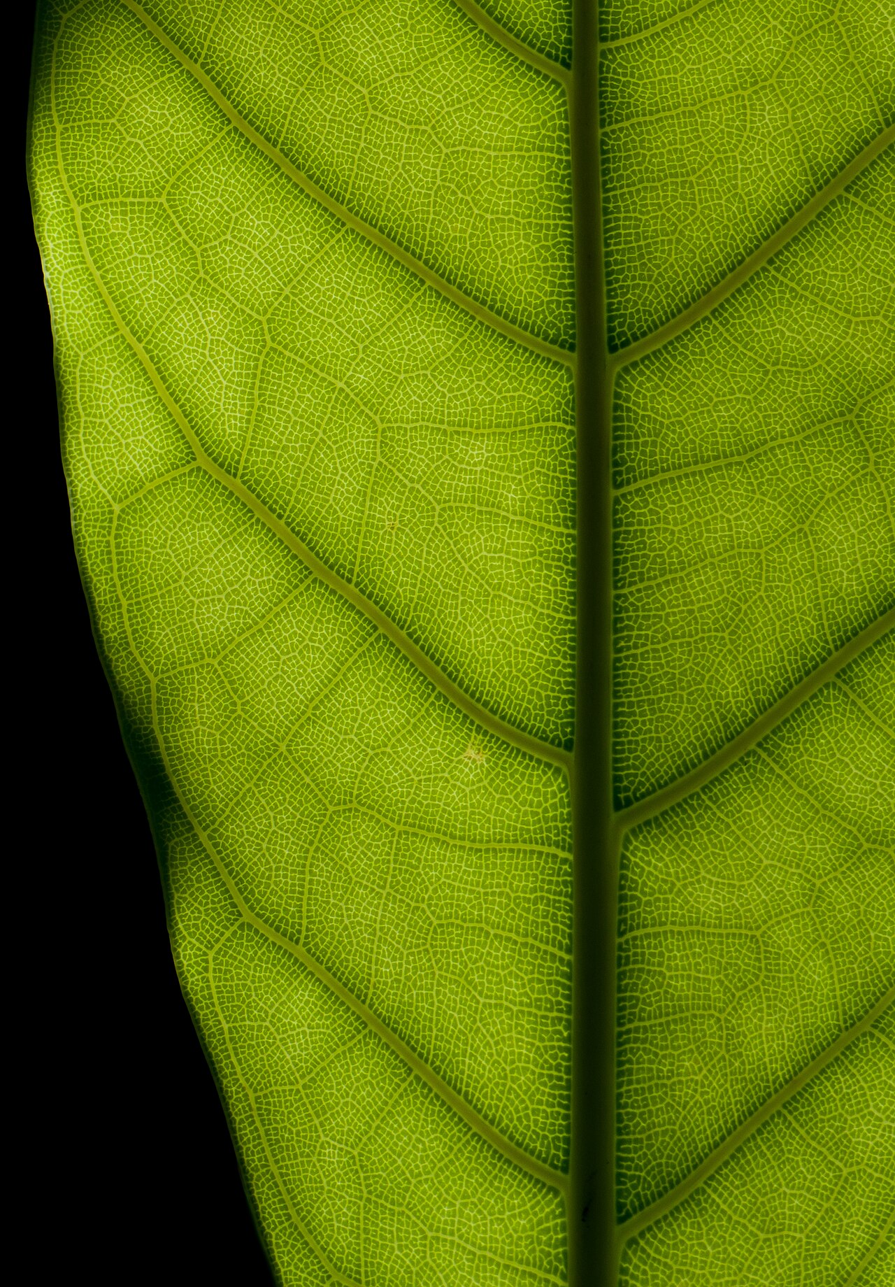 Thick glossy dark green leaf blade of Ficus elastica rubber tree with visible prominent midrib