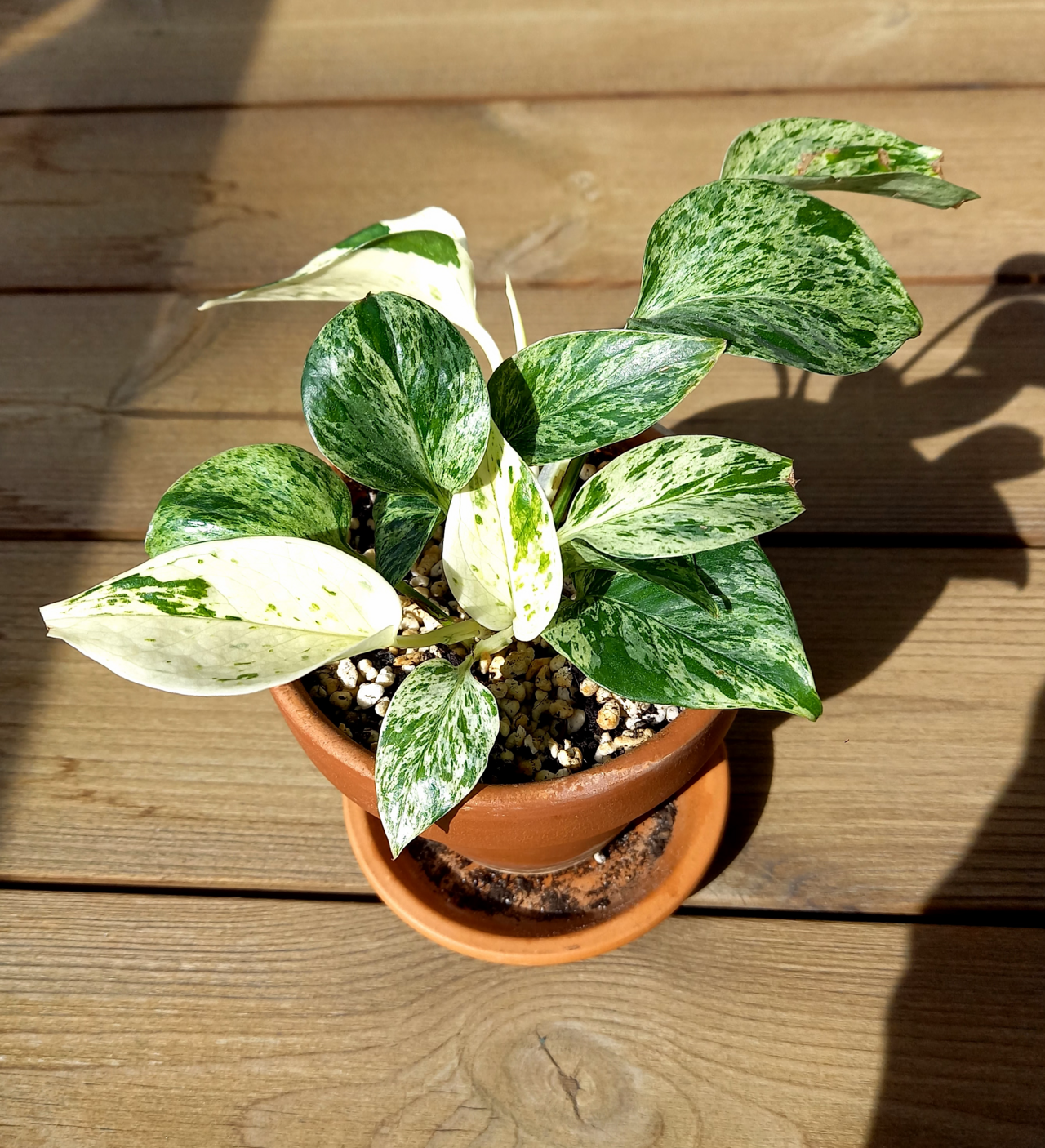 Houseplants Identification: 9 Proven Tips for Joyful Care 2 Cream and emerald green variegated heart-shaped leaf of Epipremnum aureum Marble Queen