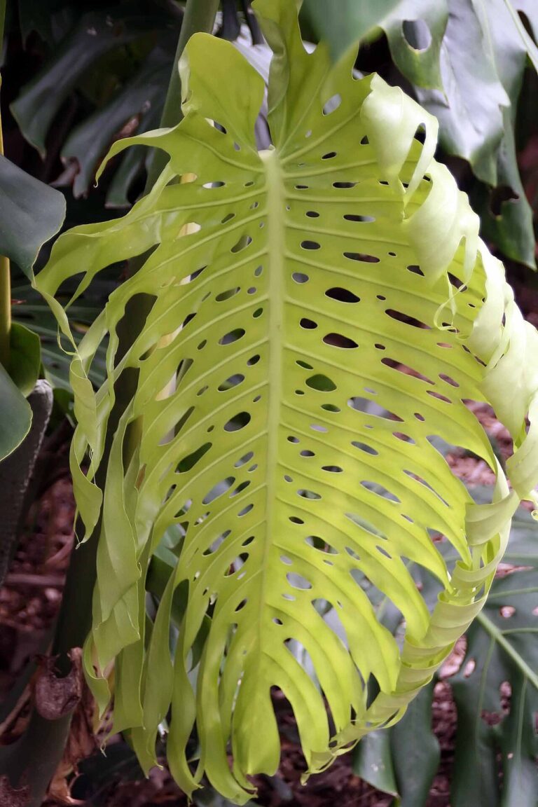 Perforated Swiss cheese leaf blade of Monstera deliciosa showing deep fenestrations
