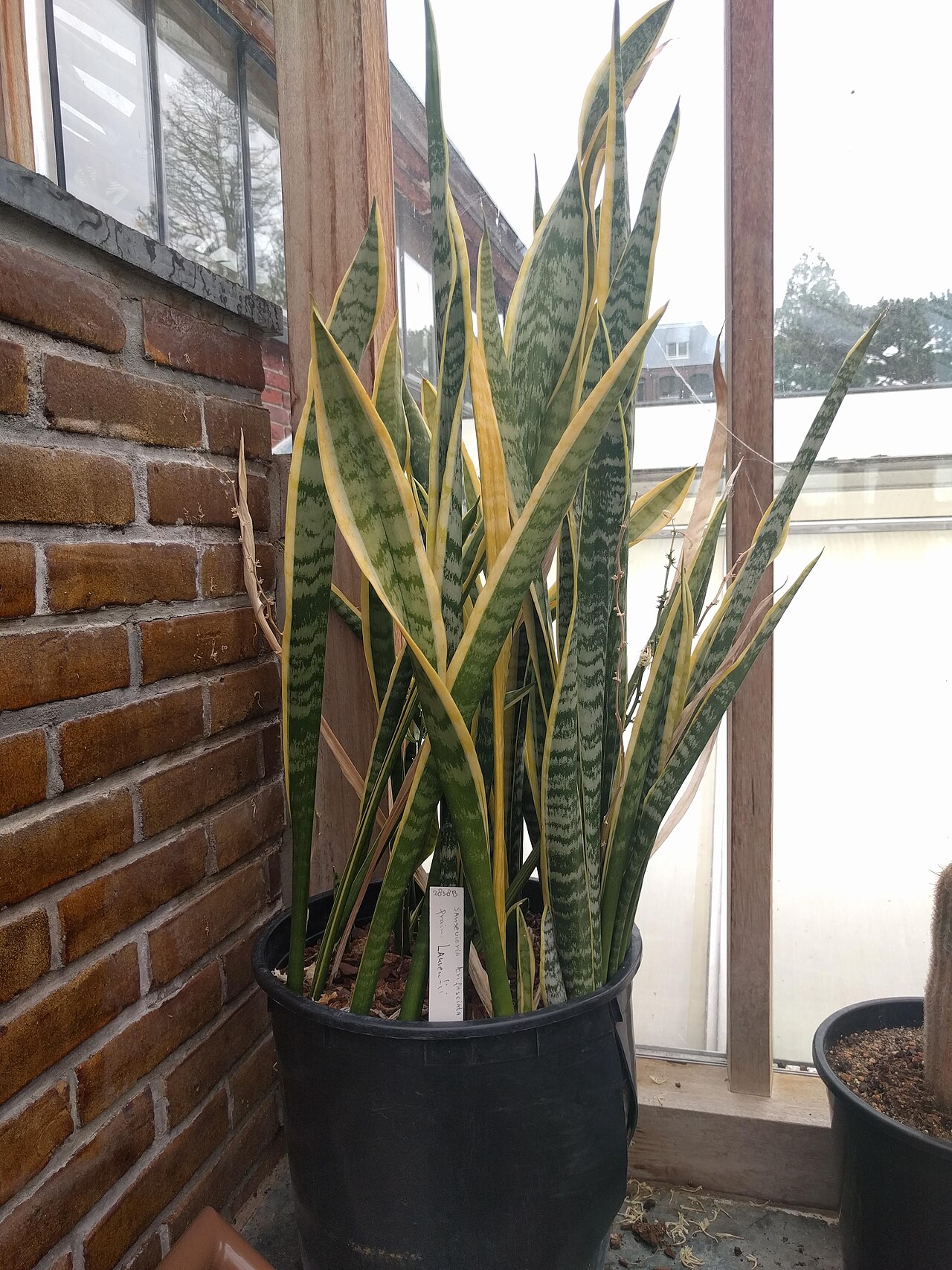 Houseplants Identification: 9 Proven Tips for Joyful Care 3 Upright architectural sword-like leaves of Sansevieria trifasciata snake plant