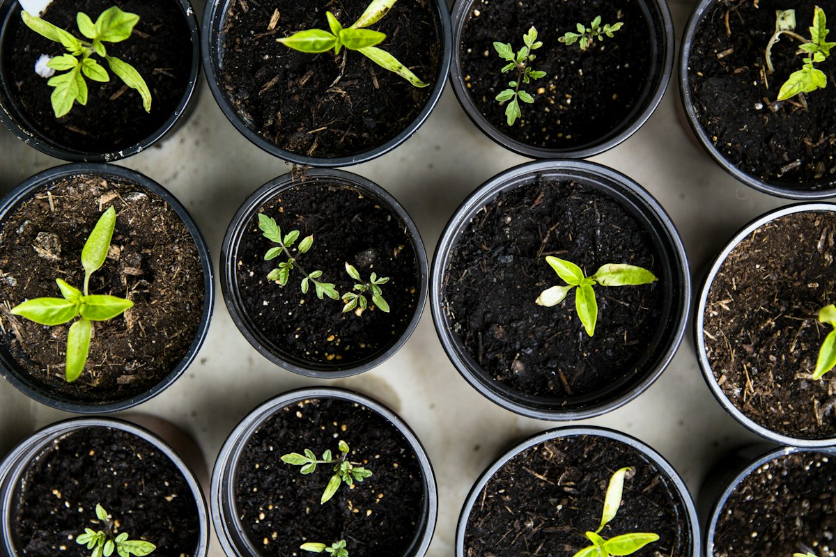 Best Houseplant Soil: 7 Proven Secrets for Thriving Roots 8 Macro texture of best houseplant soil displaying chunky bark pieces, white perlite, and organic peat fibers